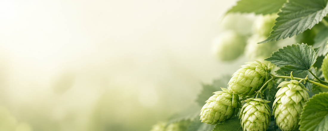 Raw Hops vs Iso-Alpha Acids: What Works for GLP-1
