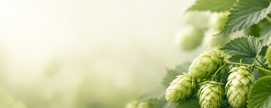 Raw Hops vs Iso-Alpha Acids: What Works for GLP-1